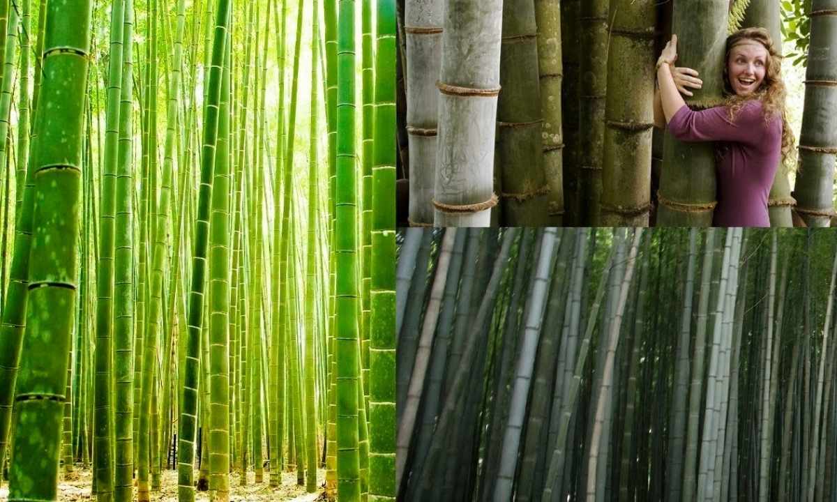 How to raise bamboo